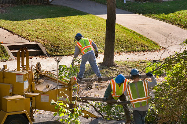 Best Tree Removal  in Highland, IN